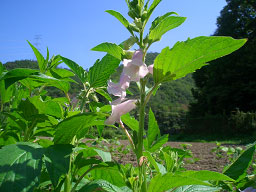 image003b.jpg
