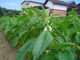 image005b.jpg
