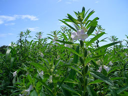 image007.jpg