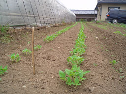 image007b.jpg