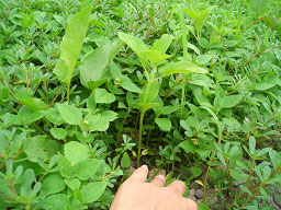 image009b.jpg