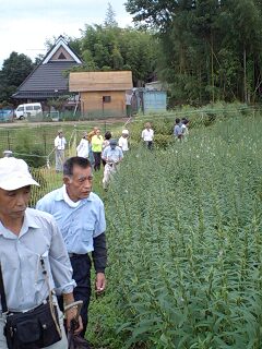 和田さん圃場.jpg