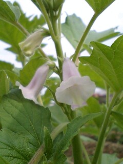 胡麻の花.jpg