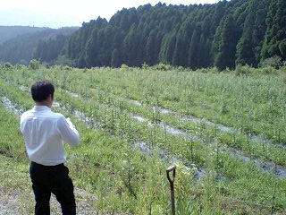菖蒲の胡麻畑.jpg