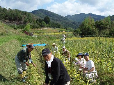 刈り取りイエイ.JPG