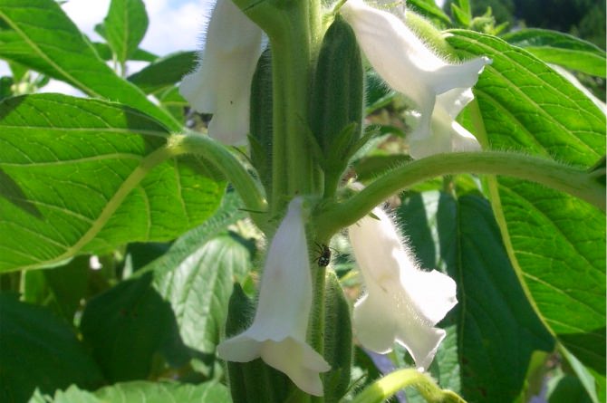 flower