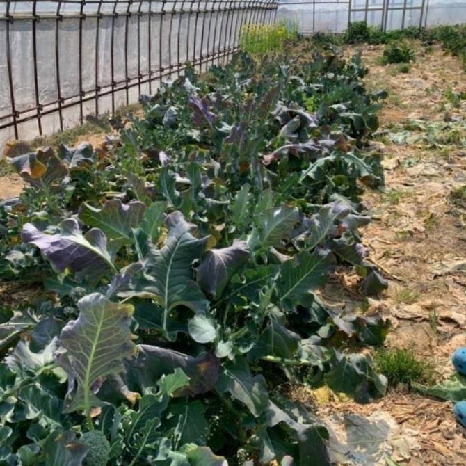 crops