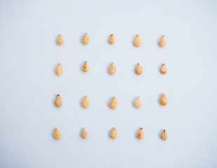 sesame