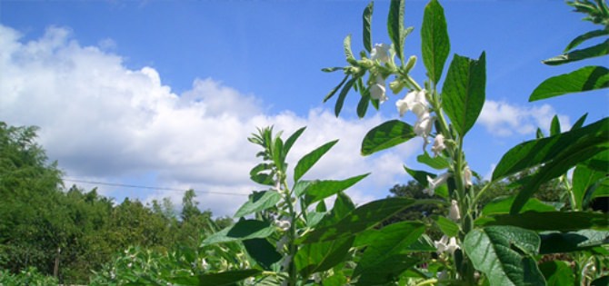 farmer