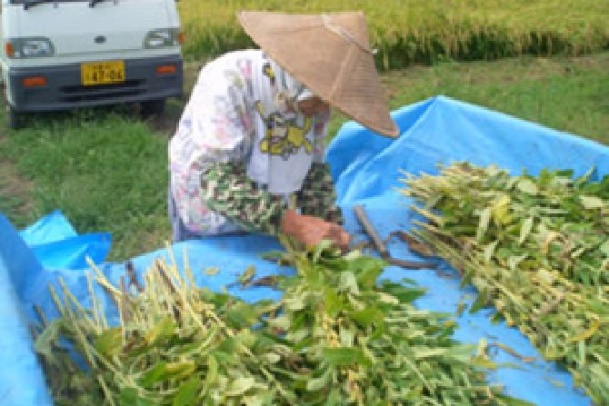 Harvest and reaping