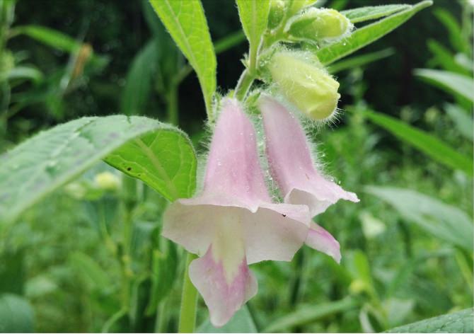 sesameflower
