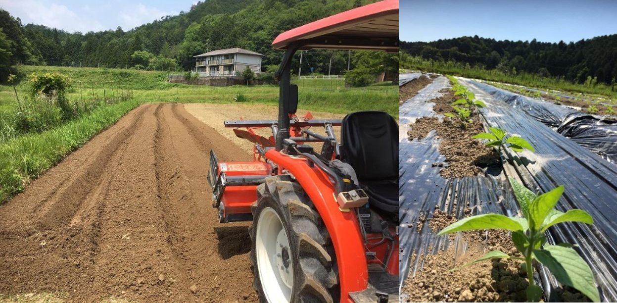 南丹市胡麻工場：国産ごまの栽培